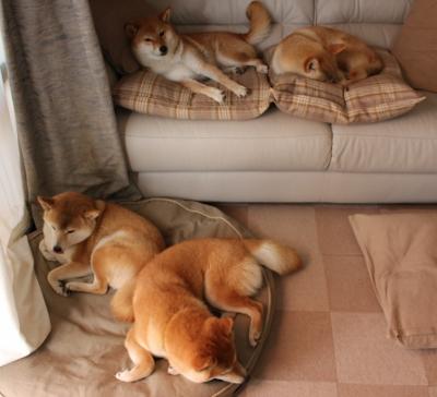 开云体育网页版-尼斯中锋背身拿球组织攻势稳定，nba尼克斯中锋